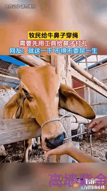 6 月 3 日，一则牧区驯牛视频刷屏全网。视频里牧民先是温柔抚摸黄牛的额头和脖颈