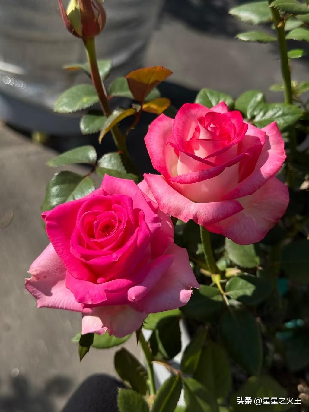 两朵玫瑰的午后美轮美幻
 
阳光像融化的蜂蜜，漫过阳台的玻璃，落在两朵玫瑰上。