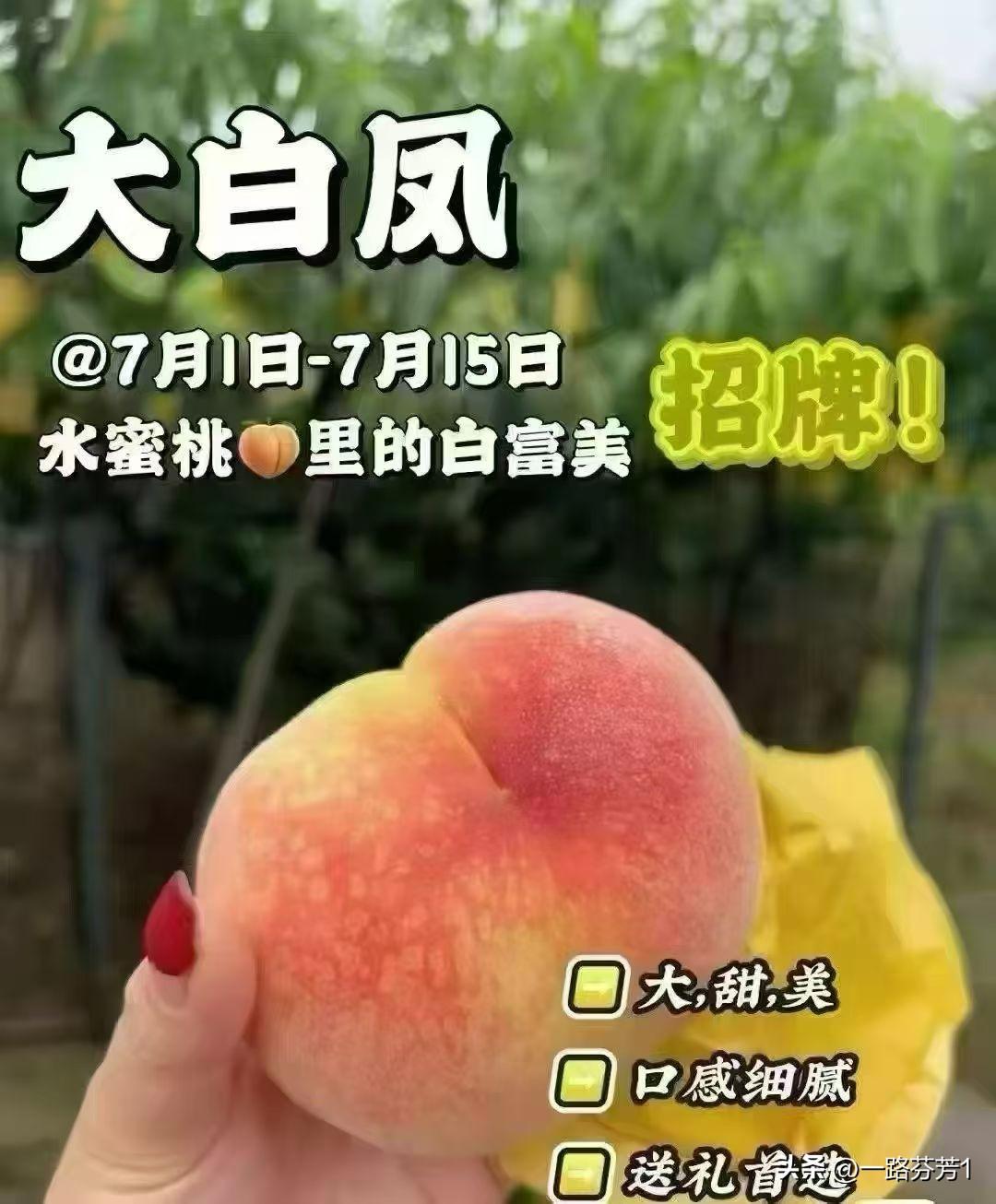 心急的农户已在采了白凤桃，🍑不仅颜值担当，而且非常有内涵，熟透后，汁水多，果肉
