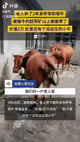 湖南郴州，一老人养了2年多怀孕的母牛，居然被偷牛的赶到矿山上偷偷宰了，老人知道后