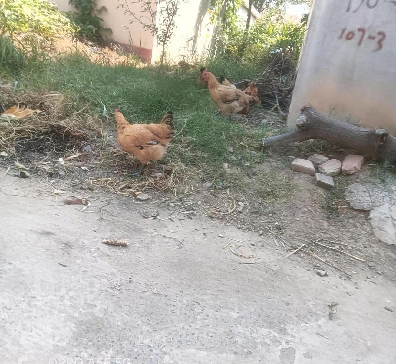 你绝对想不到，给鸡放个风能把我紧张成什么样。我们这儿养了十几只鸡，平时圈在院子里