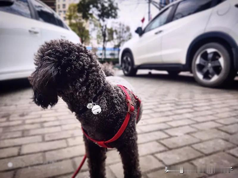 如何看待“遛狗记录仪”热卖 “遛狗记录仪”热卖和“史上最严”养犬条款脱不了干系。