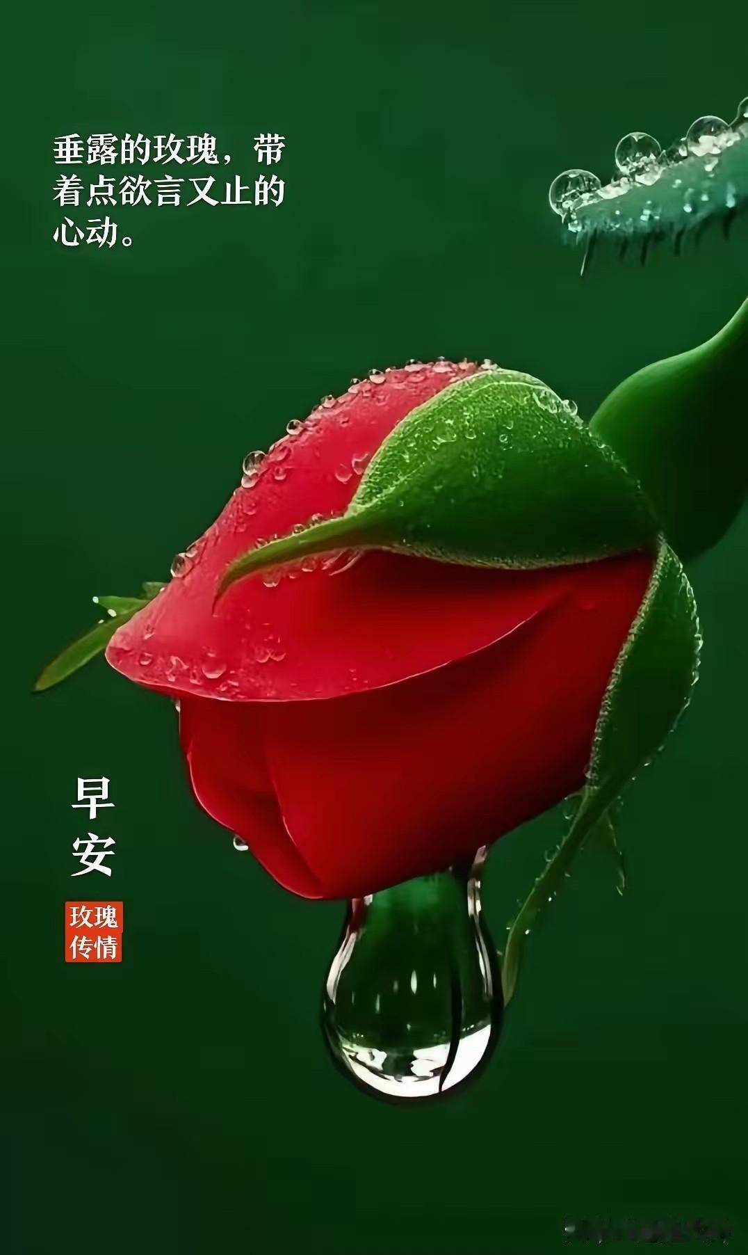很欣赏的一句话:
青年者
人生之王
人生之春
人生之华也

心智成熟语录 中国青