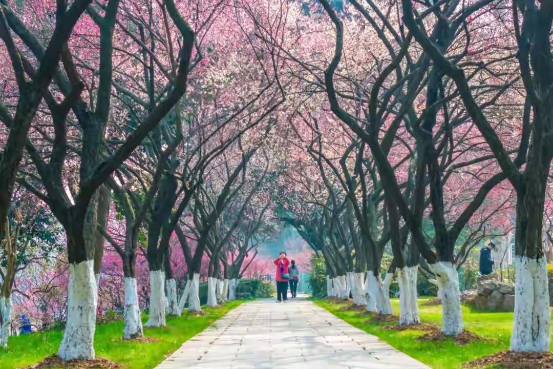 中国的国花应该是什么花？我推选的是梅花
有关于国花的猜测，甚至是网上的野投票，以