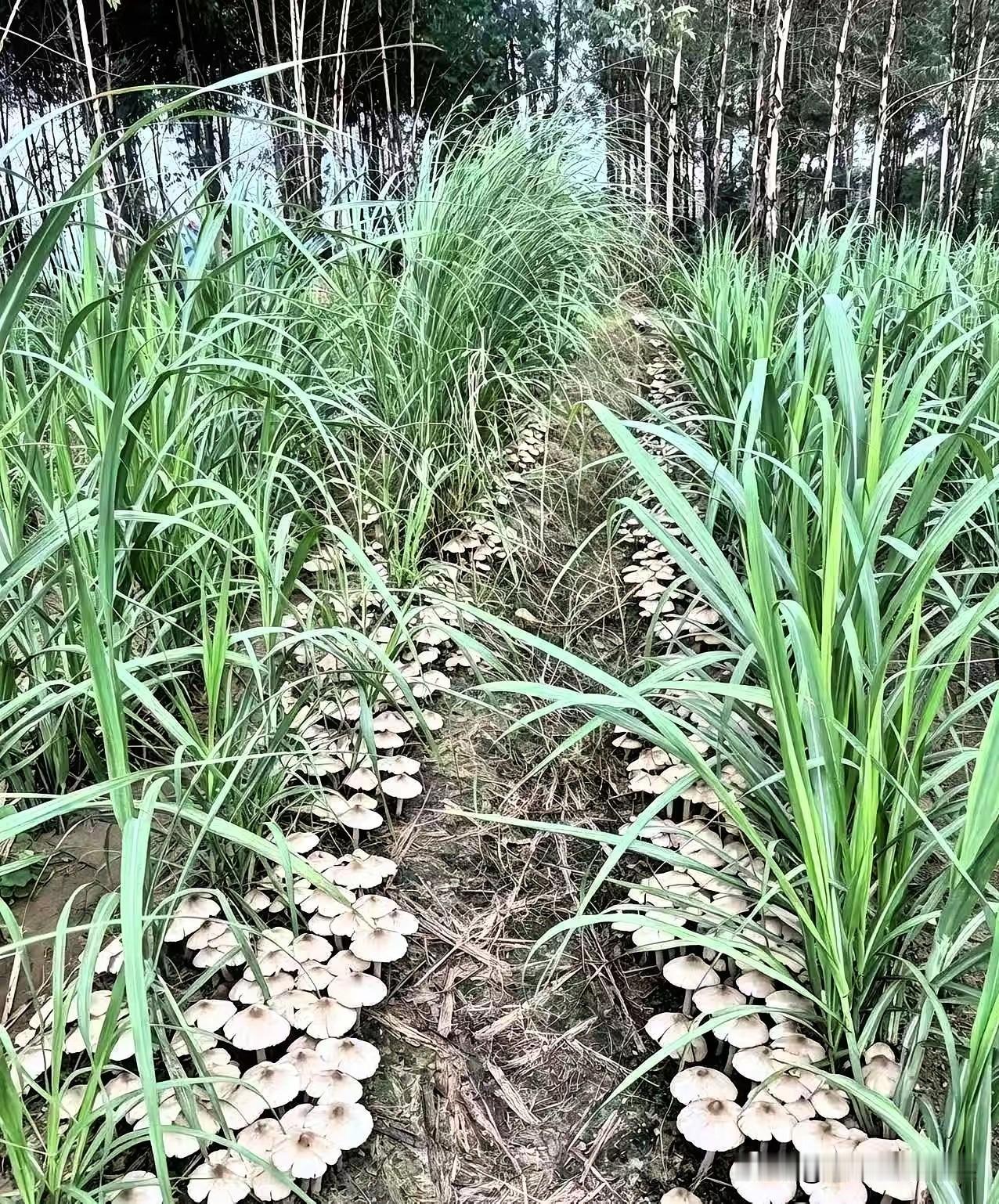 近日，广西贵港，一位村民去自家甘蔗地里清理杂草时，没成想，居然在田垄间发现了一片