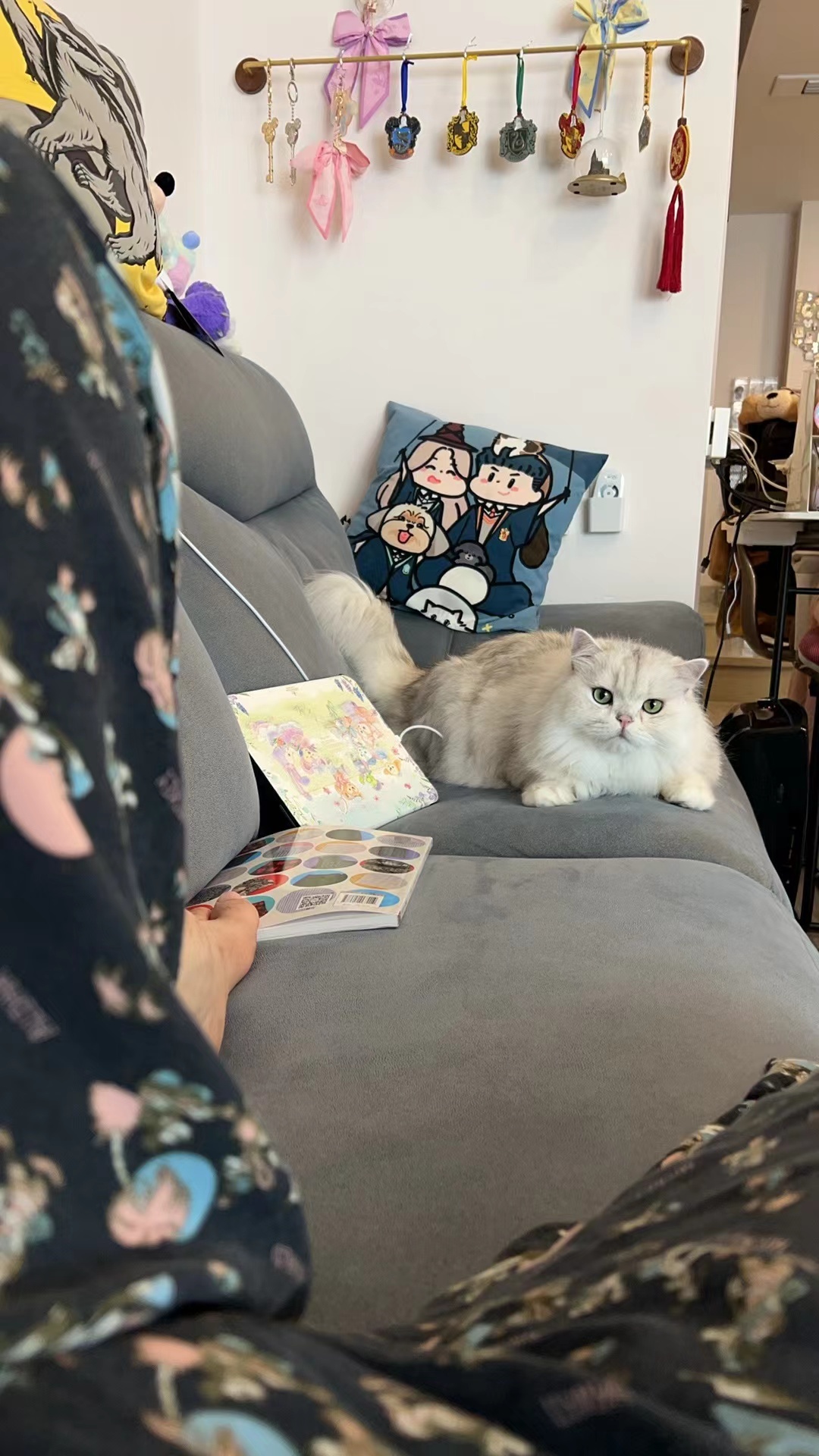 《扎实》#英国长毛猫##银渐层##辣椒家新家回访# ​​​