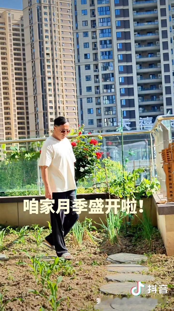 分享你认为幸福生活是怎样的院子里月季已经盛开，老婆种的香葱，掐了一茬又一茬，根本