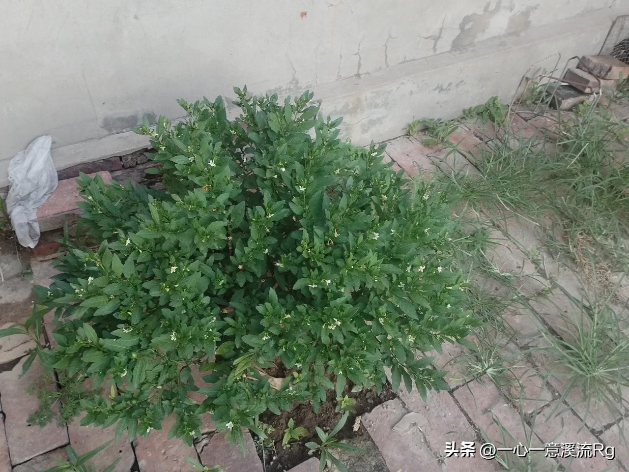 我的评论区最近才有广告，不知道其作用，现在才明白，谢谢你师友，受益匪浅，向你学习