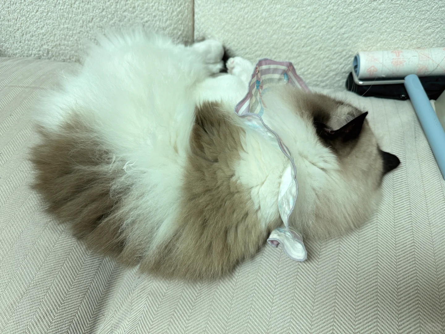 嘘～ 🤫12斤的胖宝宝睡着了😴