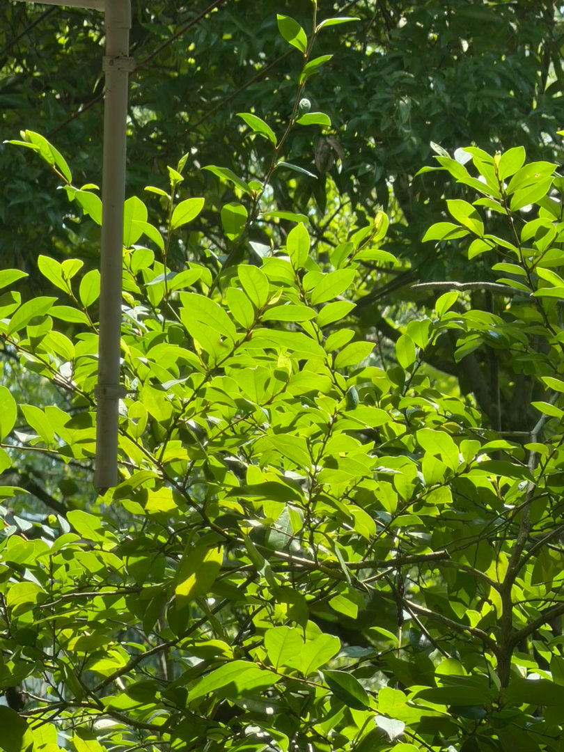 🍃 