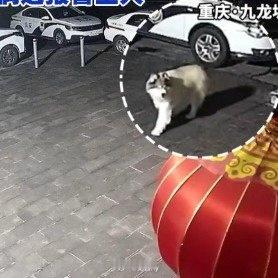 走丢狗狗去派出所偶遇报警主人狗狗也知道哪里最安全 西安·华严寺
