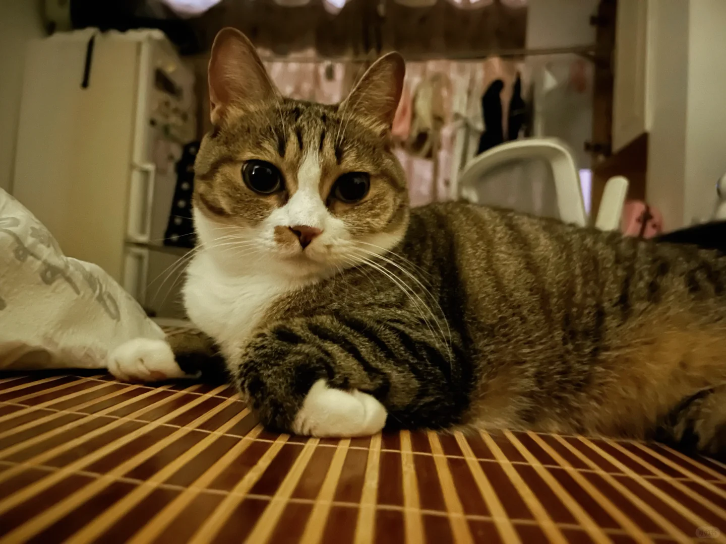 傲娇小猪咪
