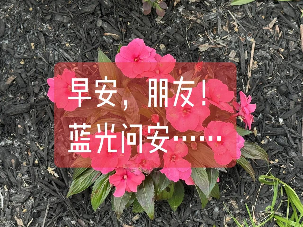 蓝光祝福