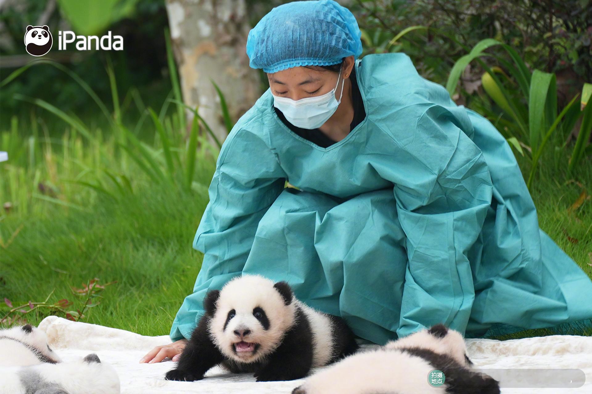 >ω< 要是滚滚在你怀里，你能笑得比奶妈还开心～[期待] 熊猫基地新生熊猫宝宝又