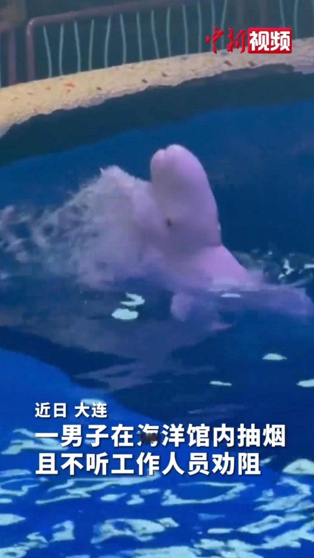 白鲸教育吸烟者
近日男子海洋馆内抽烟且不听工作人员劝阻，白鲸直接从背后浇了个透。