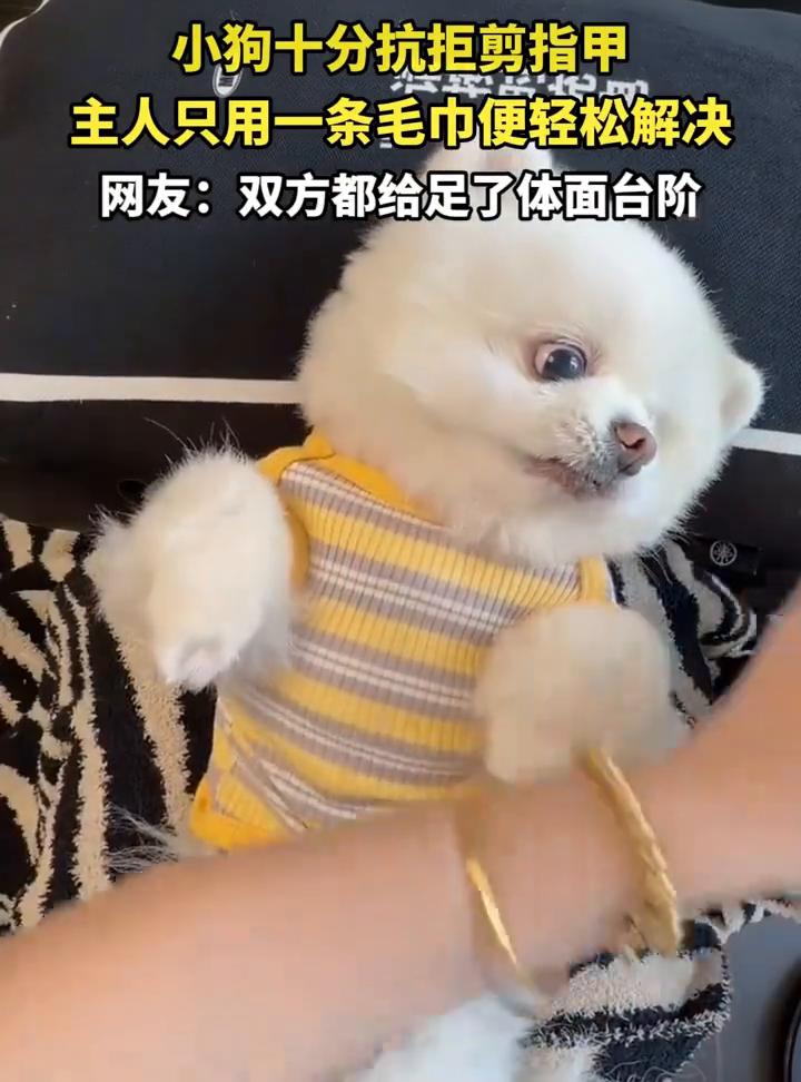 小狗十分抗拒剪指甲，主人只用一条毛巾便轻松解决。网友：双方都给足了体面台阶。
发