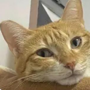 看哭！女子失业返乡告别流浪猫，猫咪的举动让全网破防
 
谁能懂这种离别时的心酸！