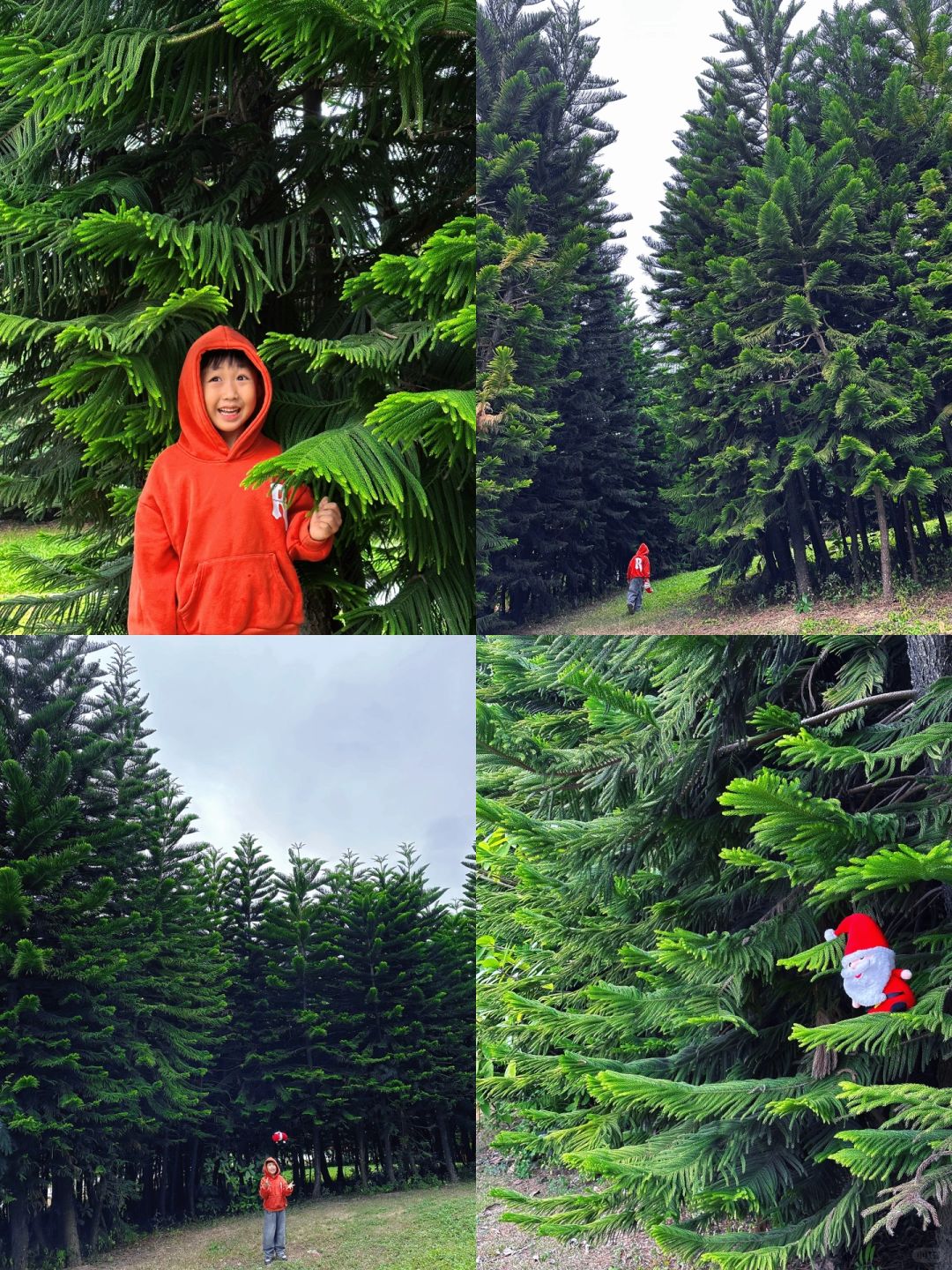 就在市区‼️误入大片圣诞树林🎄实在太出片了