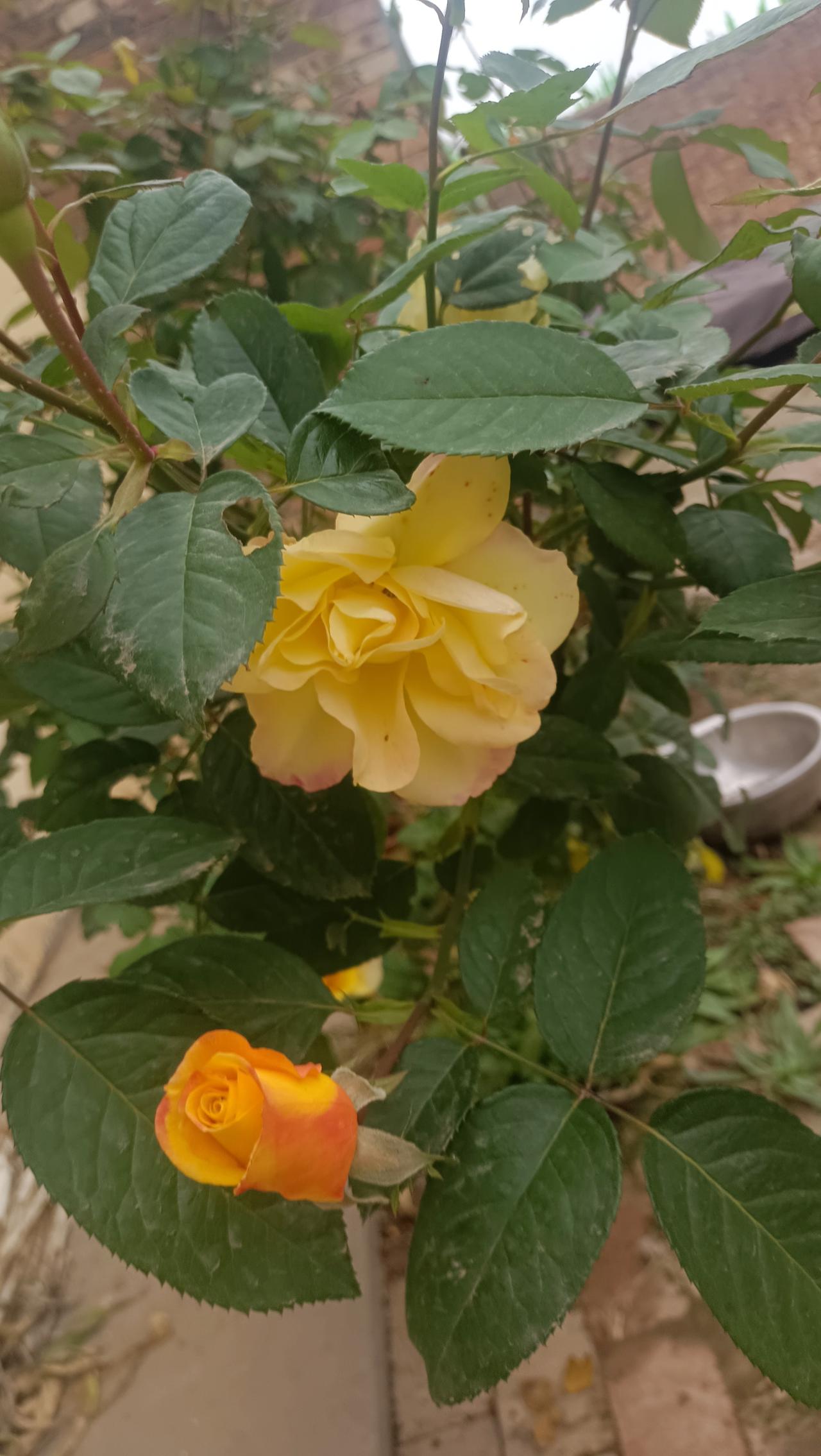 随手拍的美丽月季花