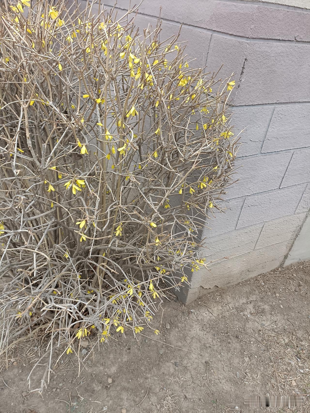 迎春花
今天上午，看见迎春花绽放，春天真正来临了。
今年的气温似乎低于往年，迎春