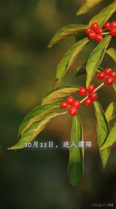 风卷清云尽，空天万里霜。今日霜降，寒意渐浓，人间草木黄。愿你心中有暖阳，生活处处