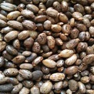 蓖麻籽被一些人认为具有润肠通便的作用，尤其是在便秘时有人会选择食用它来缓解症状。