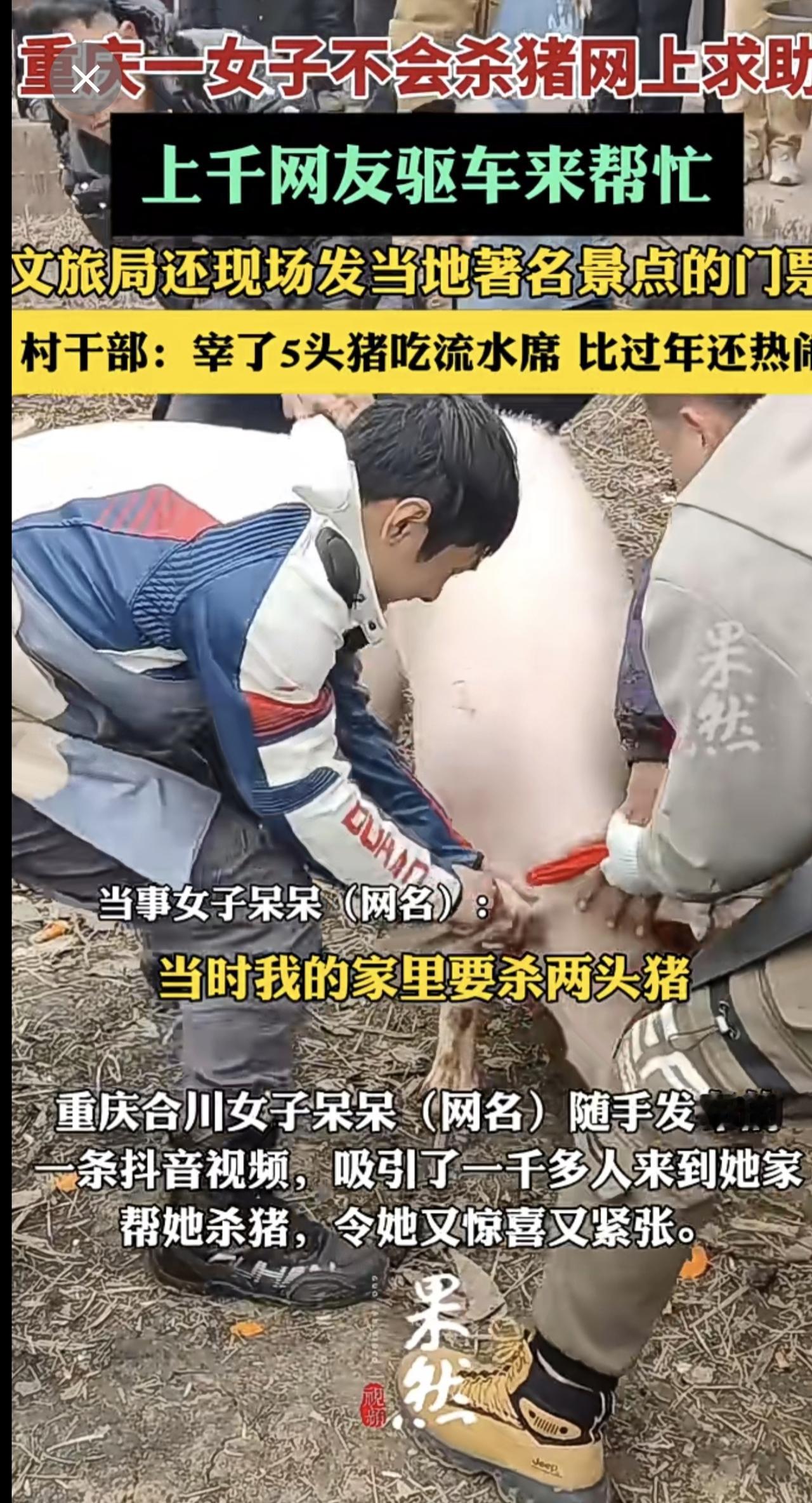 重庆一女子不会杀猪网上求助，上千网友驱车来帮忙