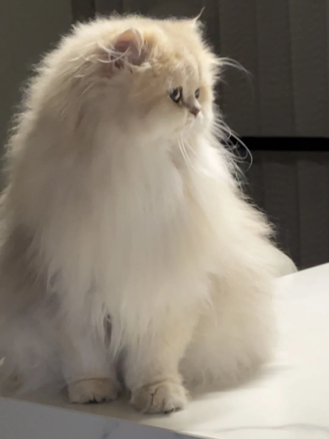 爆毛小猫平时吃什么？