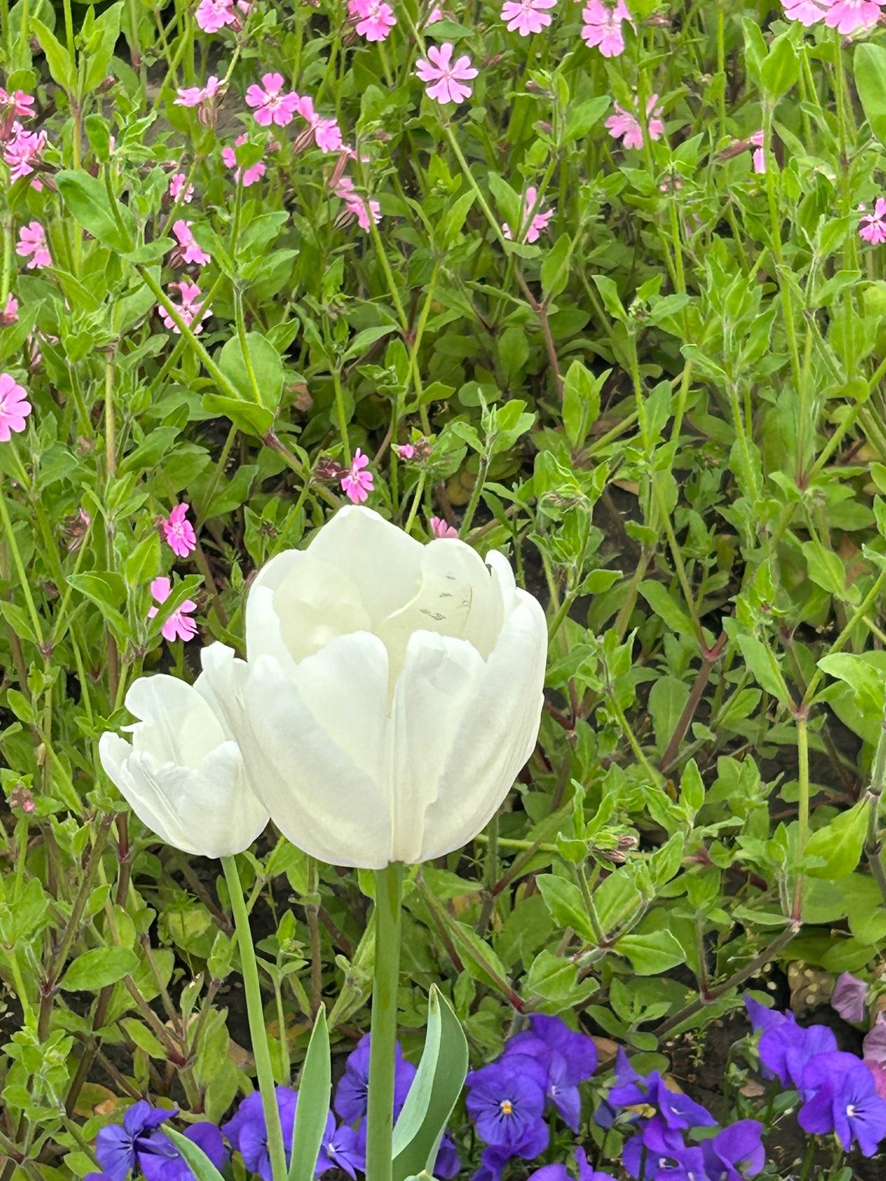 来一组花证明花开正艳闲来去《世纪公园》踏青游览赏花，各类花花草草生机盎然，花开正