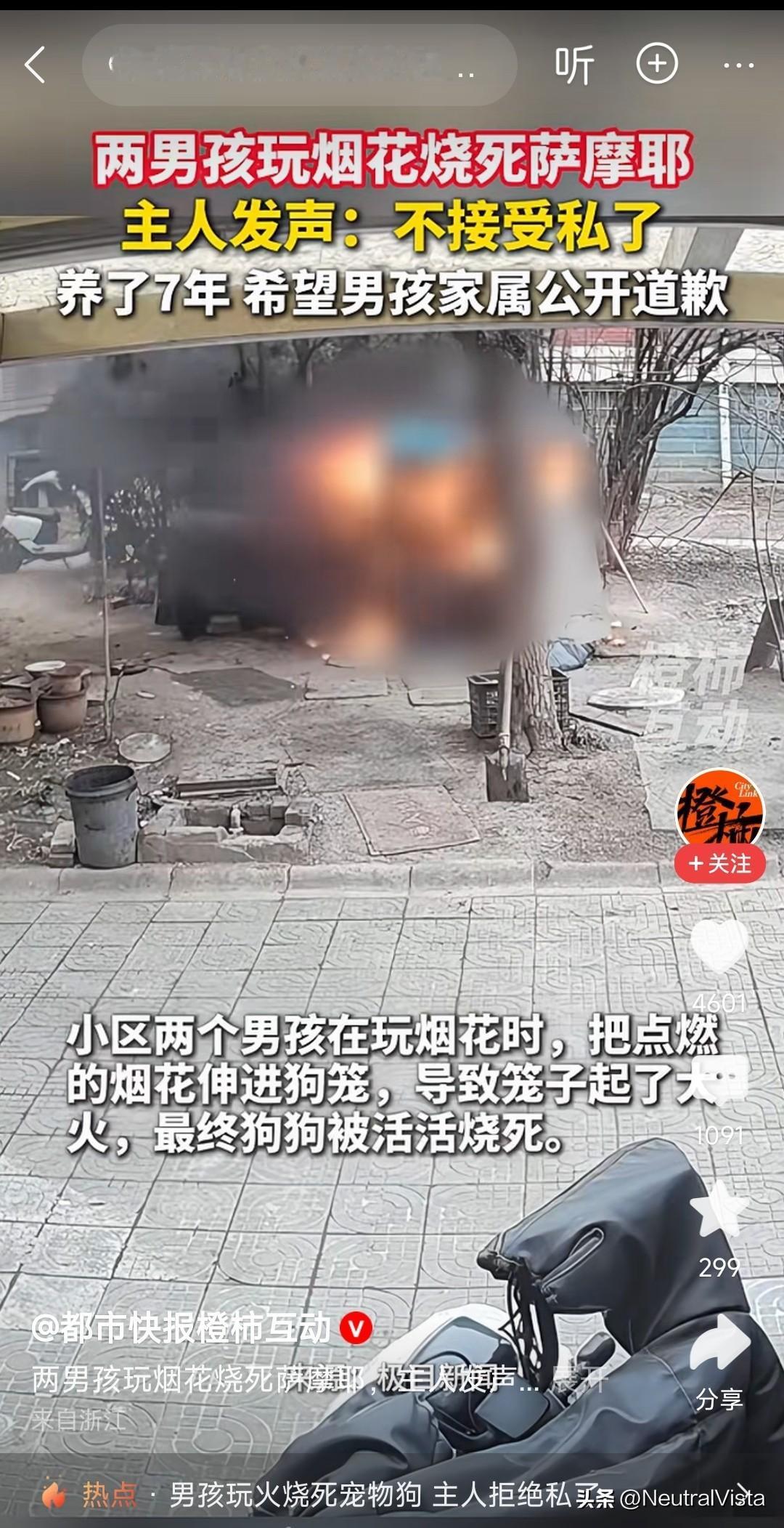 小孩子玩烟花烧死一条萨摩耶这事情炸出很多dog person指责叫嚣。看视频这里