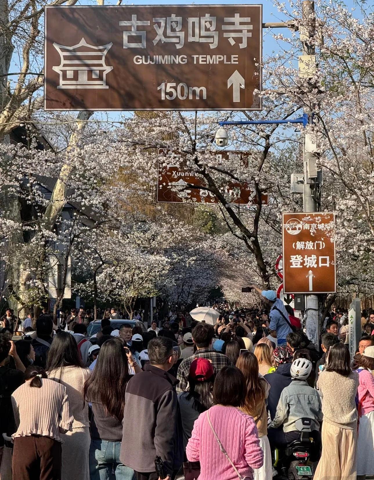 南京鸡鸣寺樱花树下人比花多 现在天气好了，一到周末大家都出门旅游，鸡鸣寺和玄武湖