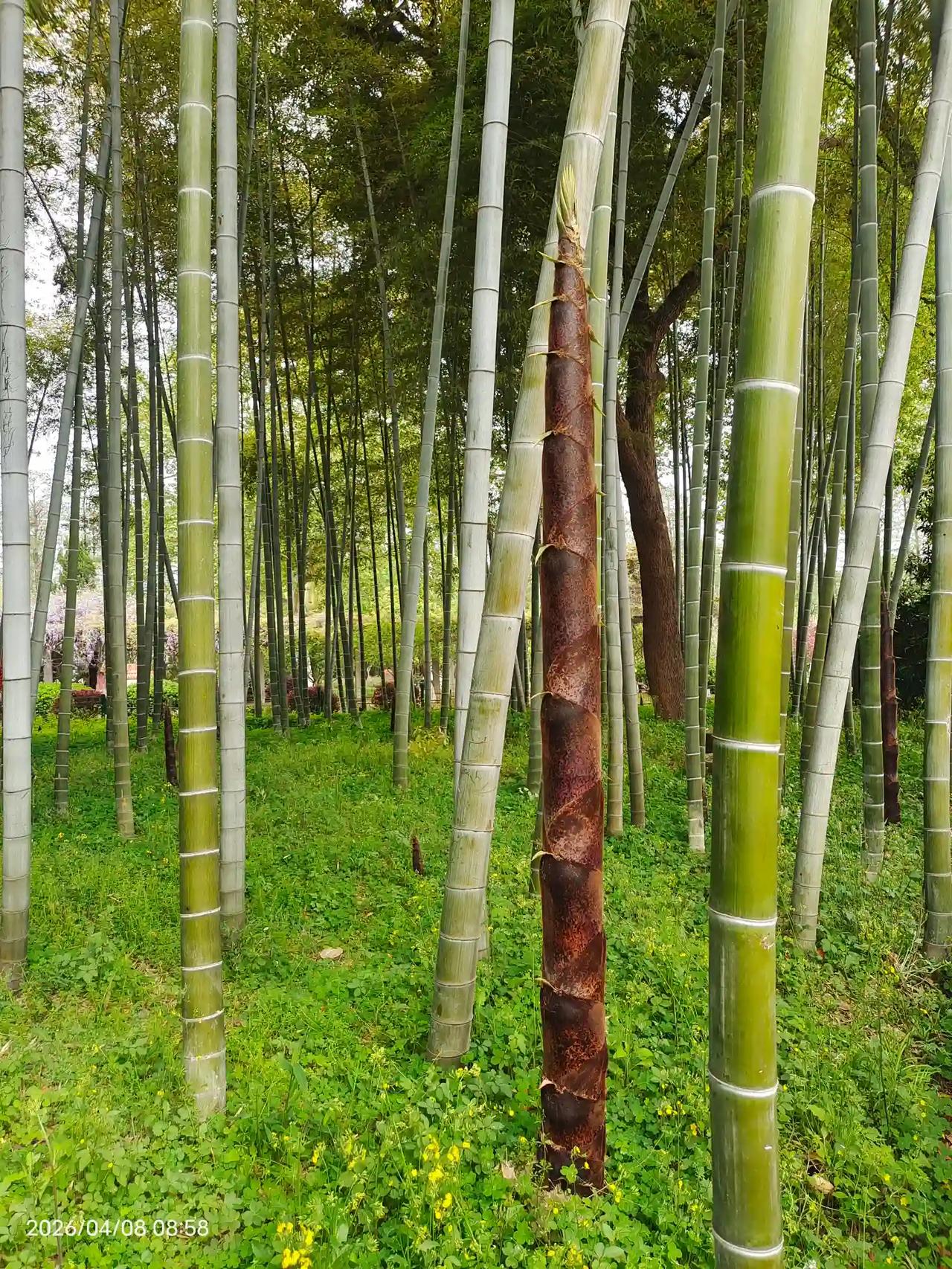 青山公园这棵竹笋有1米多高。