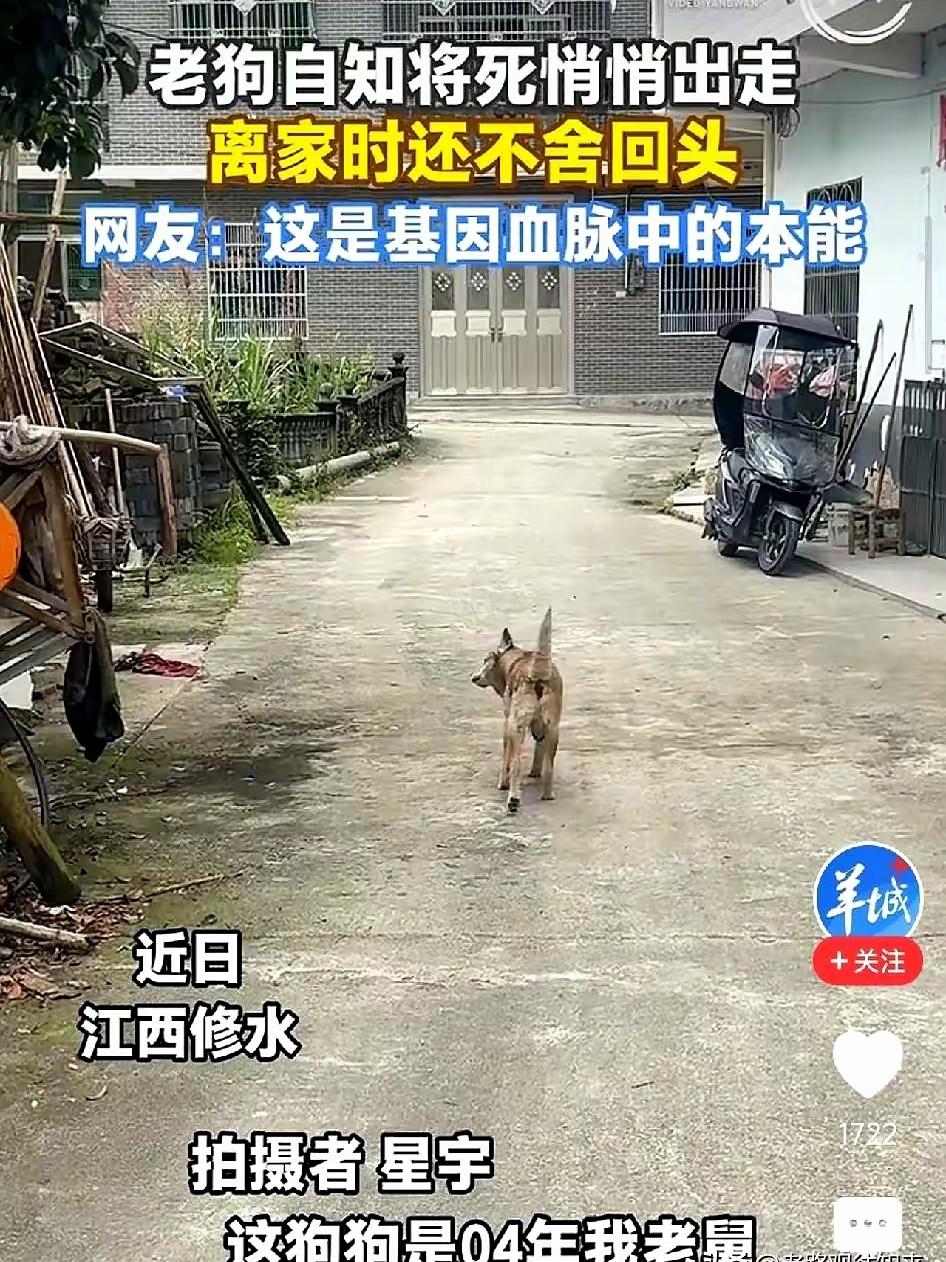活了二十二年的狗狗，到最后还在为家人着想。

江西这位主人凌晨默默跟在年迈爱犬身