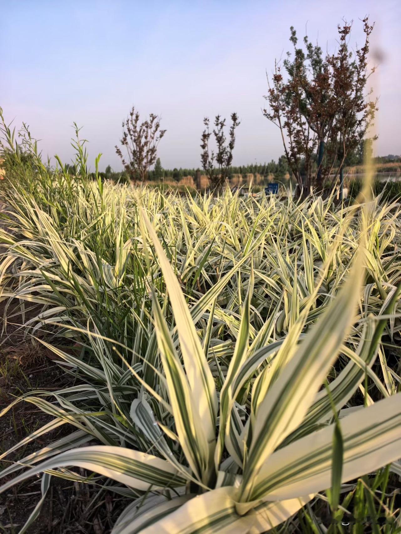 【小对联】
上：左等右等；
下：……？