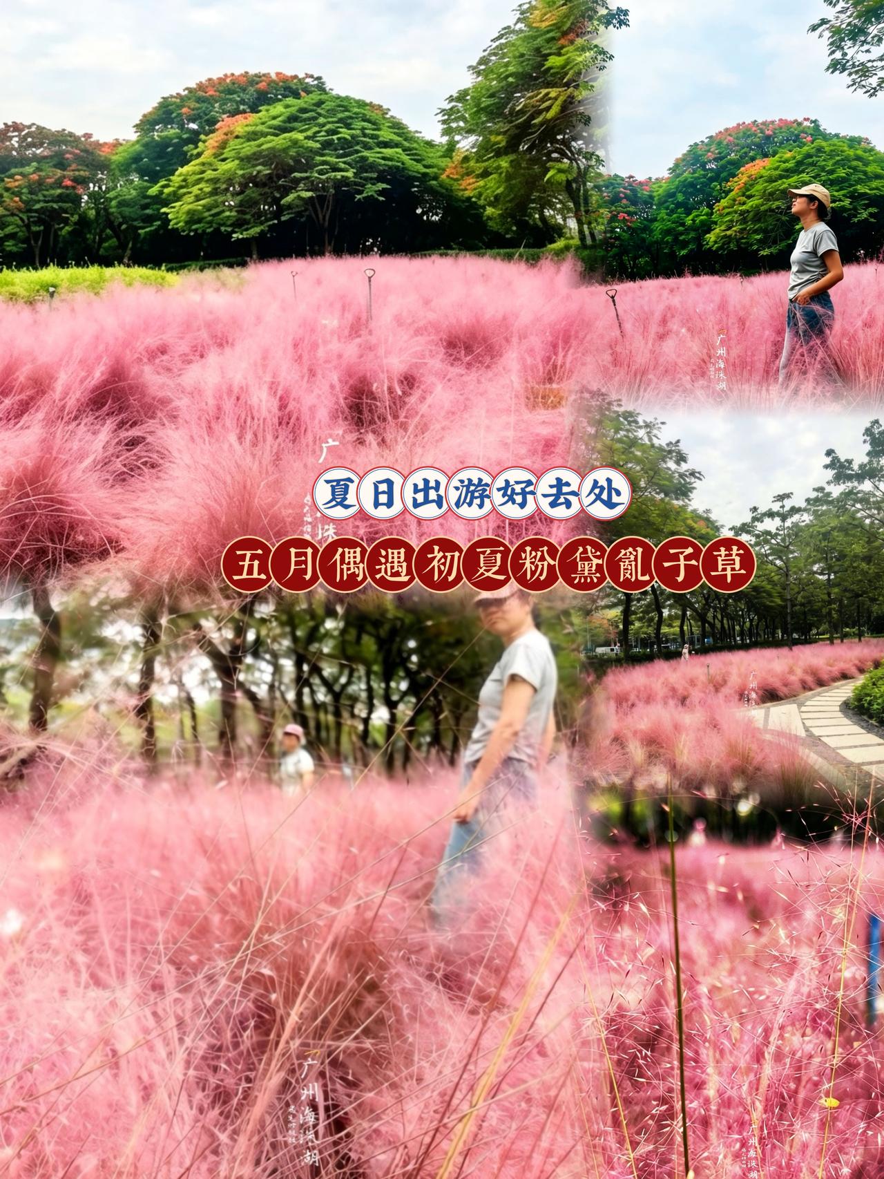 夏日广州出游好去处｜五月偶遇初夏粉黛乱子草
坐地铁3号线到大塘站下车，往广州文化