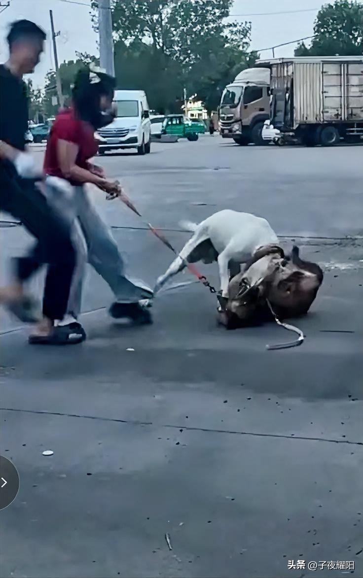 这只烈犬太厉害，直接将女子牵的犬咬死。一女子在正牵着一只家犬过街，突然从旁边窜出