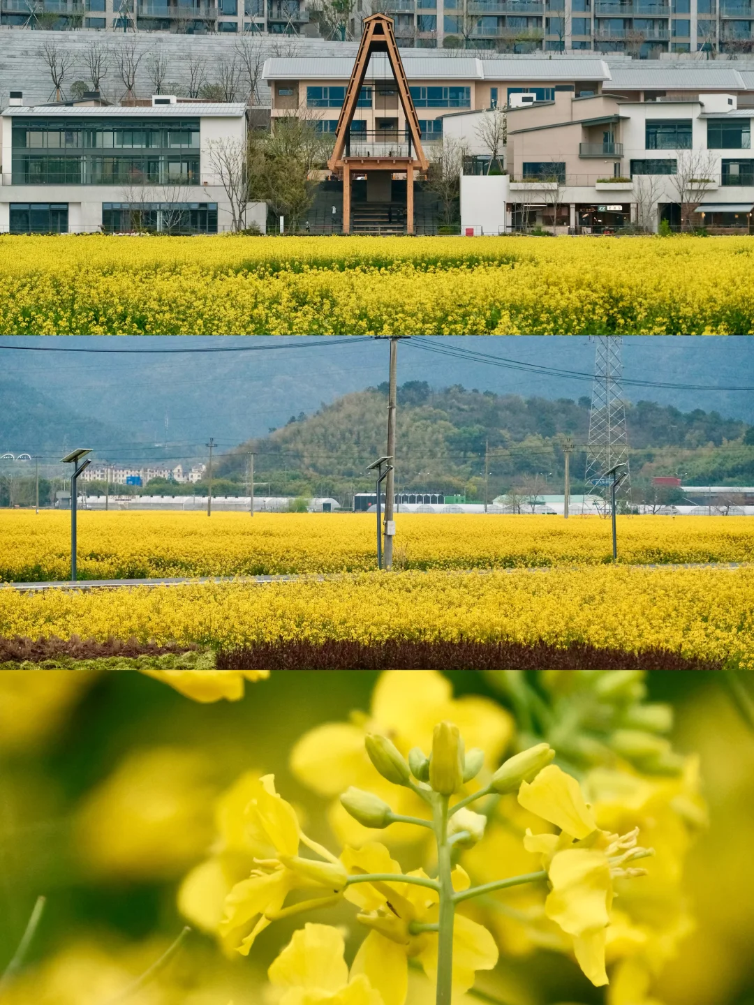 找到了宁波版“桃花源”🌾承包整片春日花海！