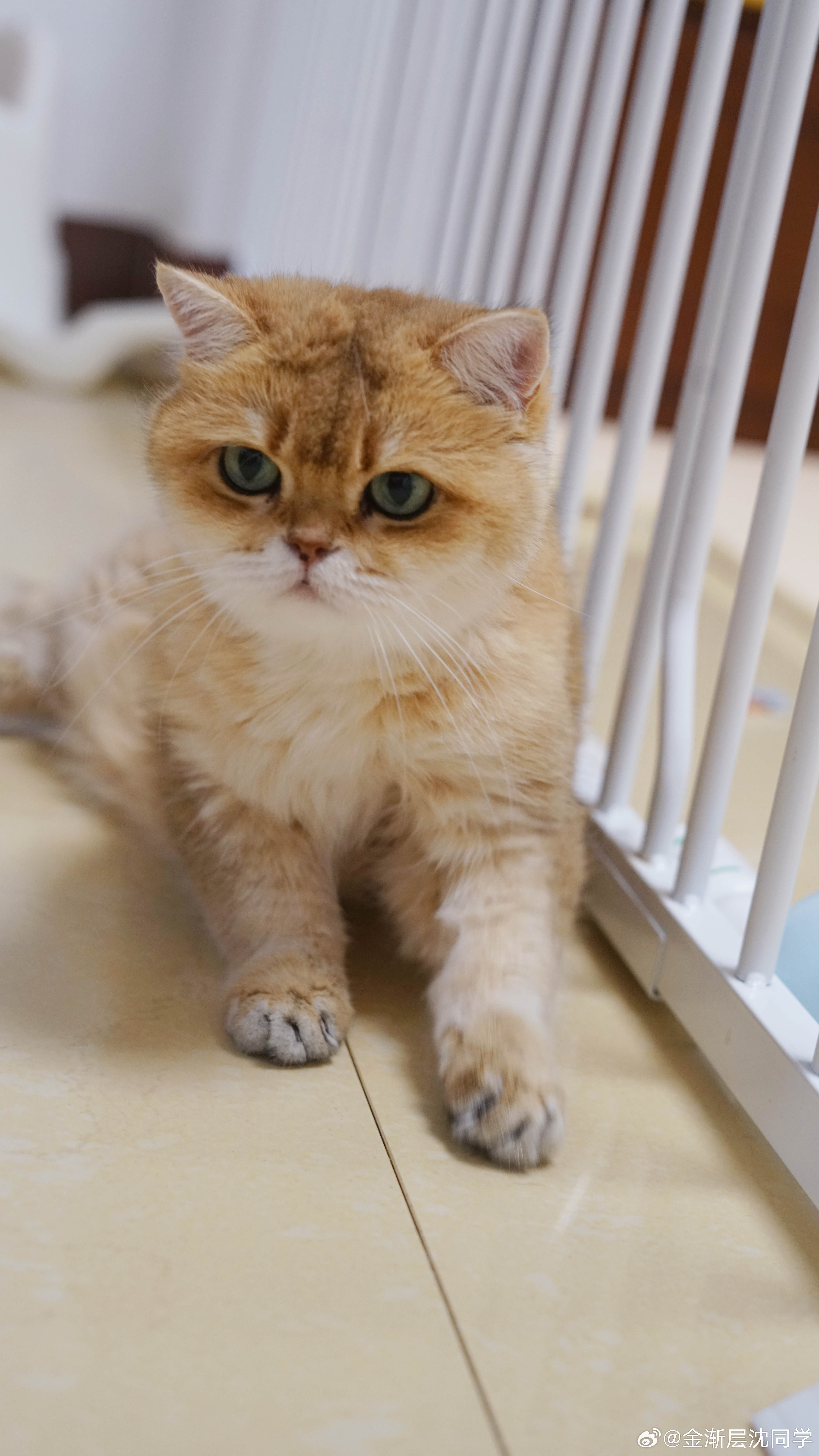 战神U U萌宠猫咪