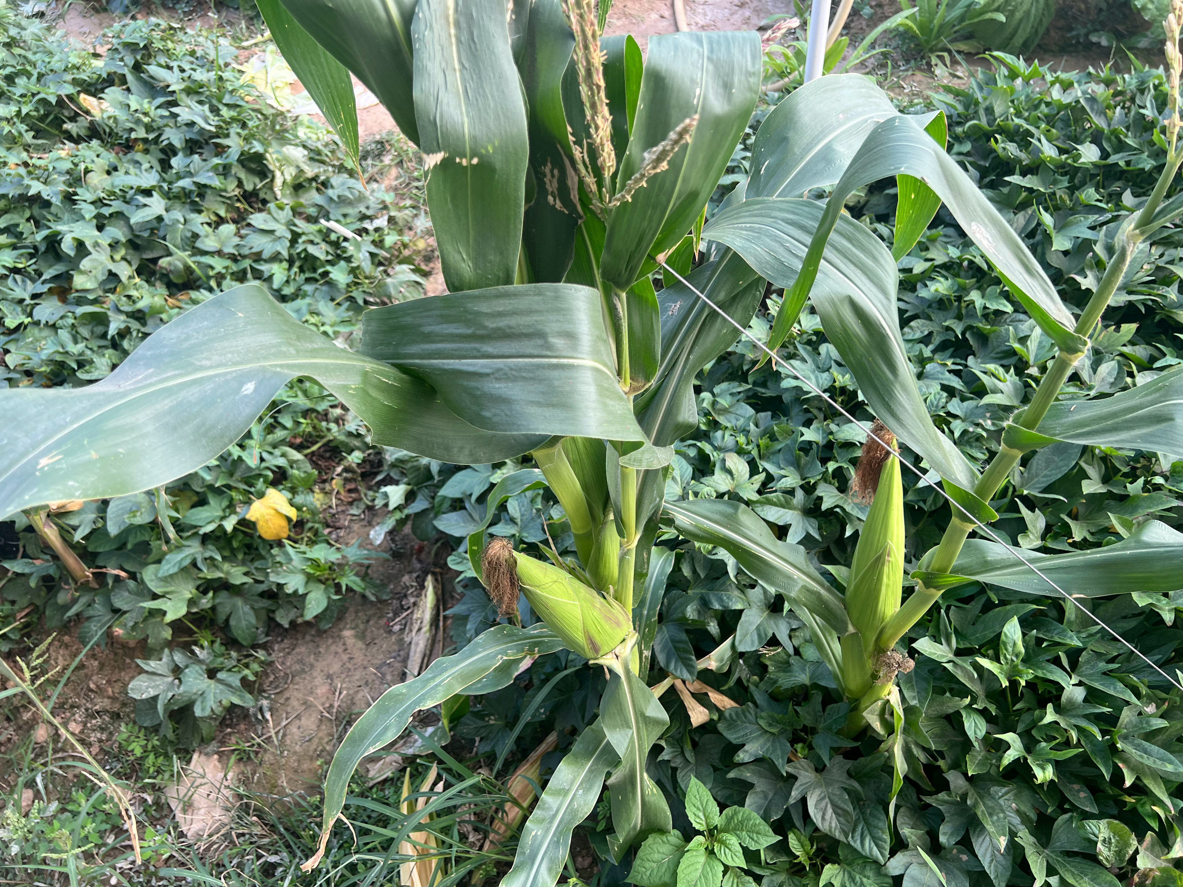 每一年的除夕～米米爷爷会给家里每一位成员，不管大人还是孩子每人发一个红包，每人1