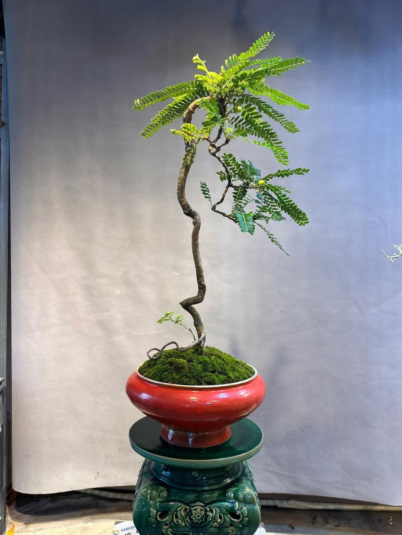 油柑文人老桩盆景。已陆续挂果