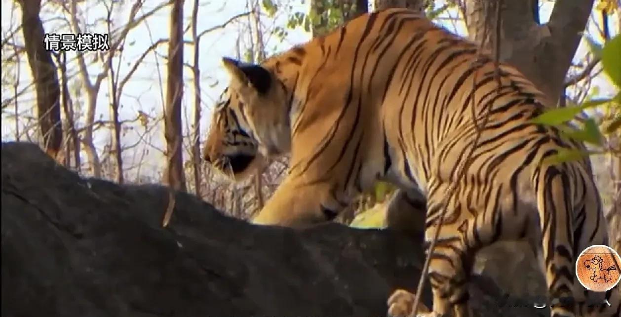 原来野猪王比东北虎还要厉害，凶猛的东北虎如果遇到了野猪王，它也只能被野猪王吃掉。