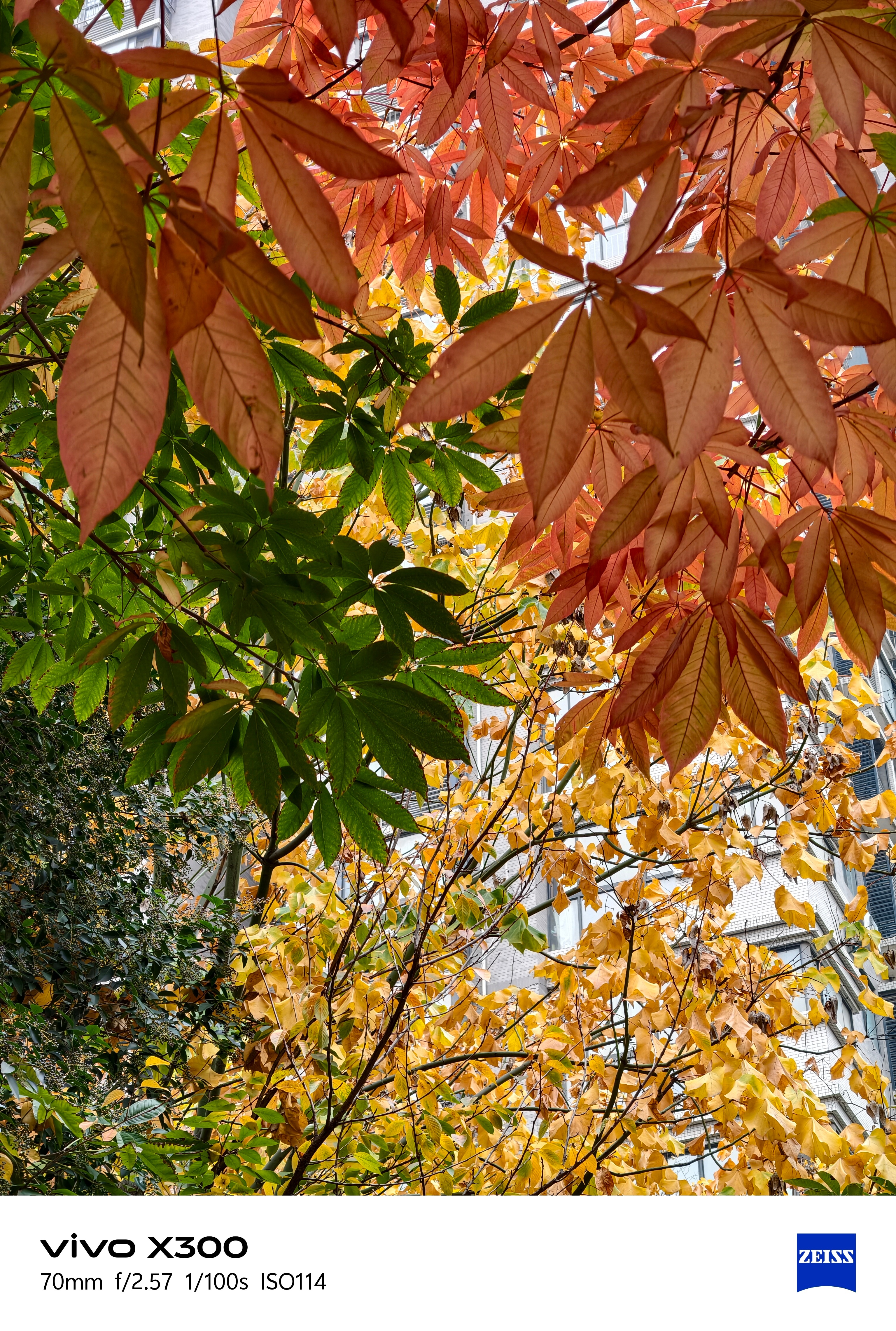 虽然已经冬天了，但西安还有深秋的感觉，再过几天秋叶也快落完了shot on vi