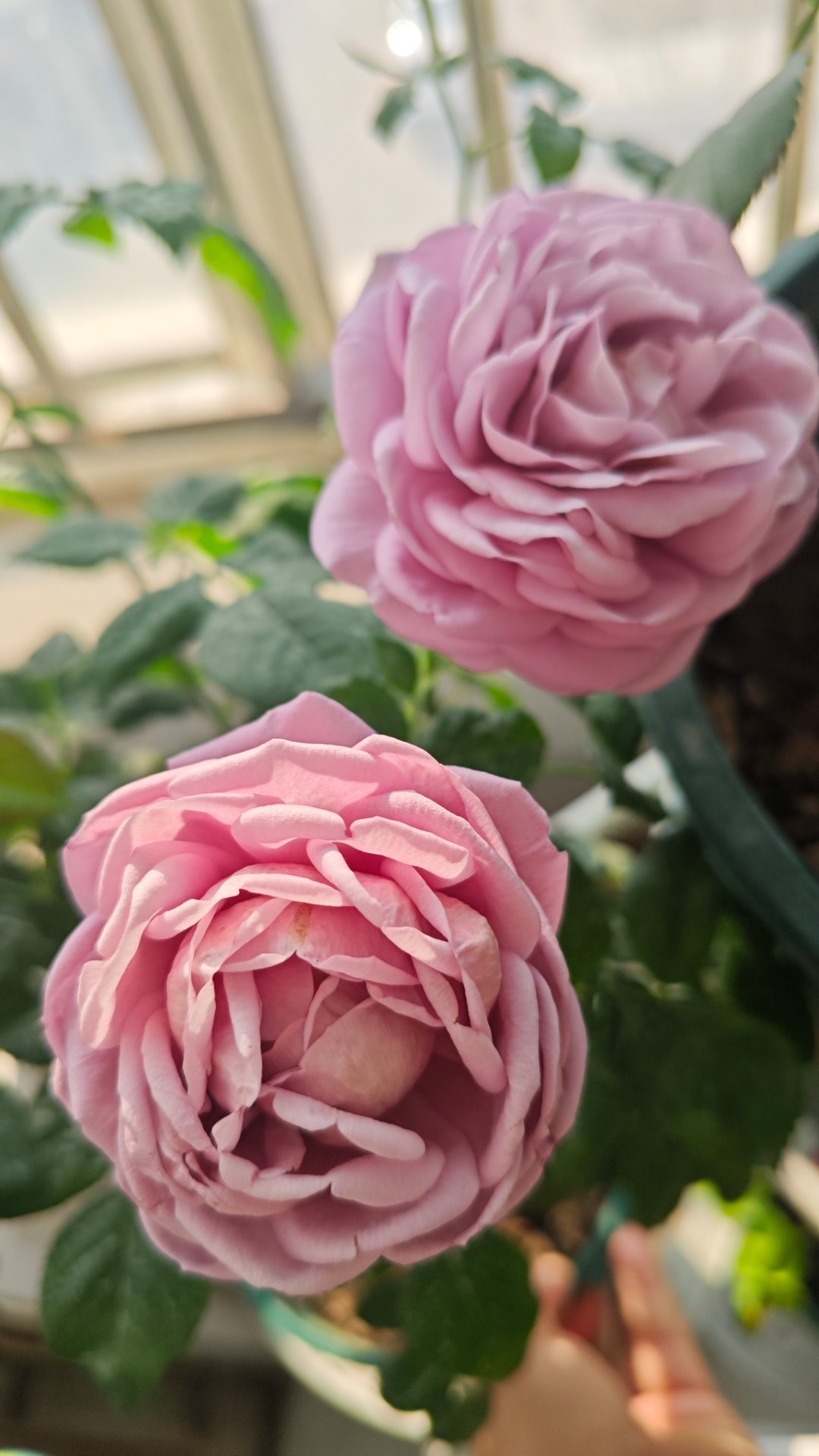 我的水光星月季，拍的照片都不用调色。