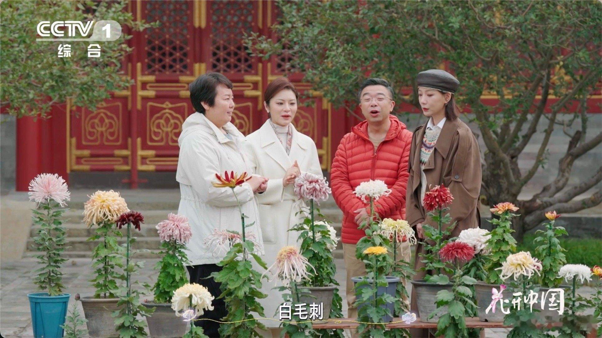 原来有花瓣毛茸茸的菊花花中也有奇葩 颠覆认知！带刺的居然是菊花？畸瓣类毛刺型自带