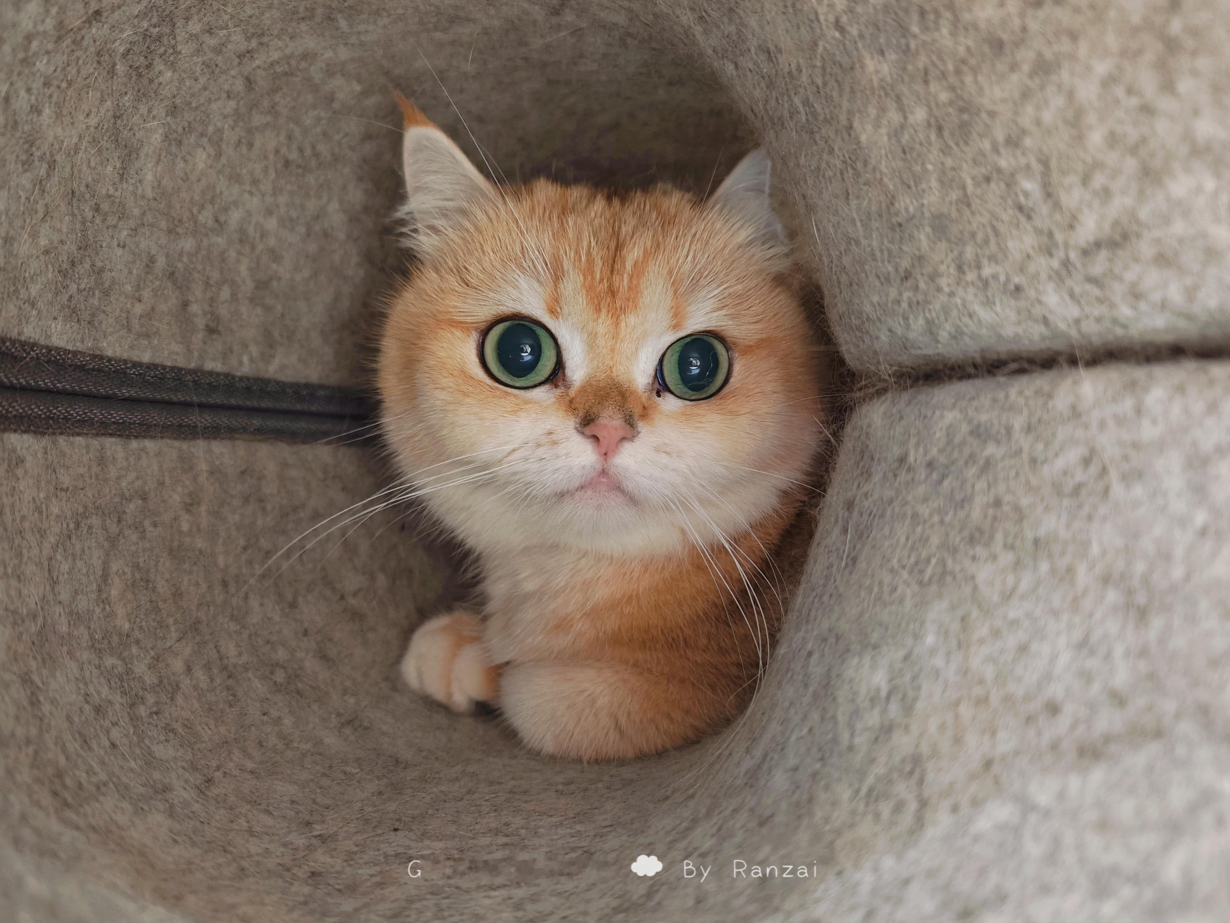 e上门了！新鲜的小猫！[我想开了]#菇冬怎么肥四[超话]##宠物奥斯卡# ​​​