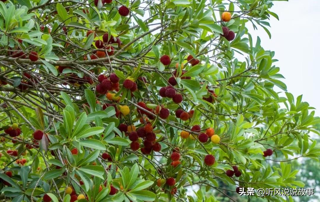 ❤️有一个哥们说要颠覆一个行业，他要成为这个行业的马斯克，需要介绍投资，找了一帮