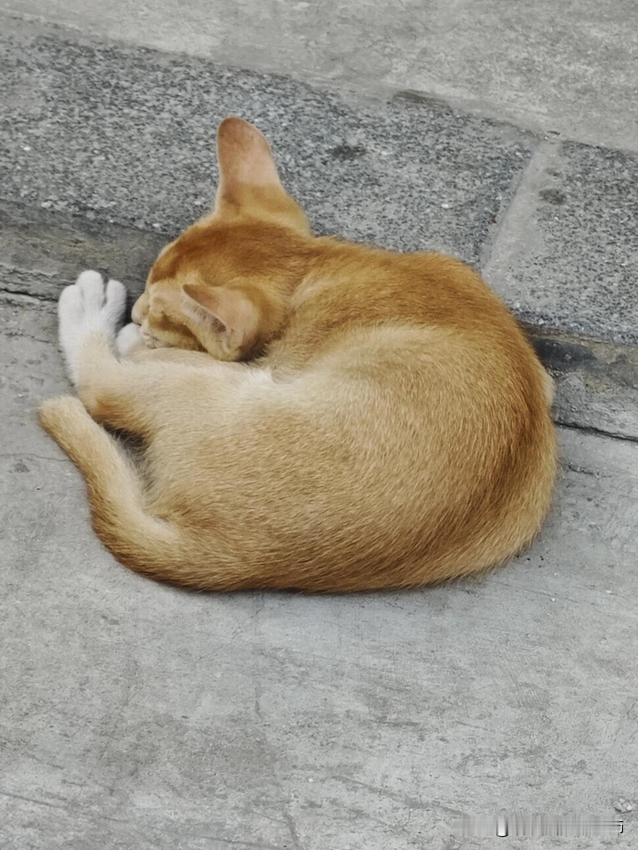 邻居家的小猫仔