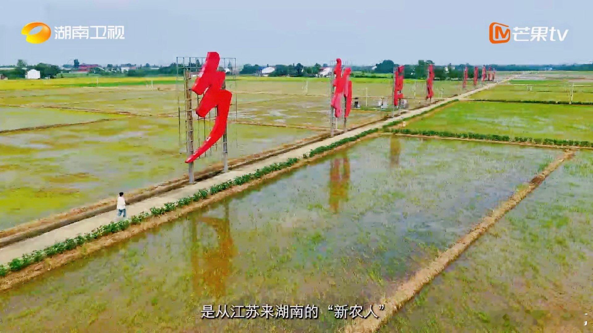 江苏90后在湖南种万亩水稻年赚180万 寻访外省来湘年轻人纪实录你好湖南 你好湖