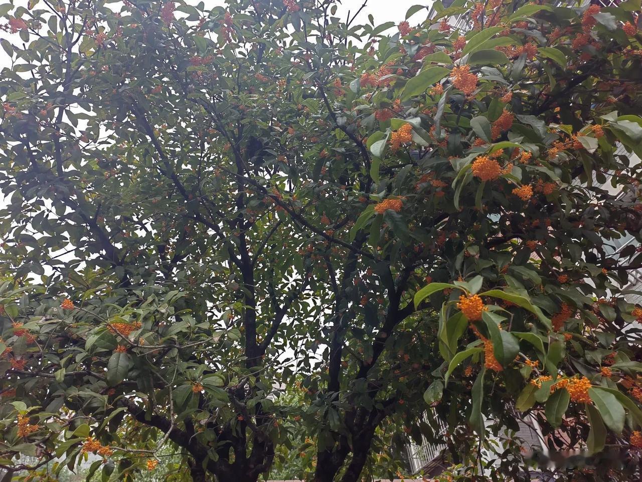 今年桂花开的迟，十月中了，各种桂花争相开放，城市里香气扑鼻，满地金黄。奇怪的是，