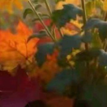 正能量学会放下心中的执念，放下那些求而不得的遗憾，放下那些无法释怀的过往，放下他